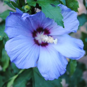 Hibiscus Oiseau Bleu - Althéa ou Kémie des jardins