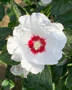 Hibiscus Red Heart