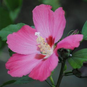 Hibiscus Woodbridge  - Althéa