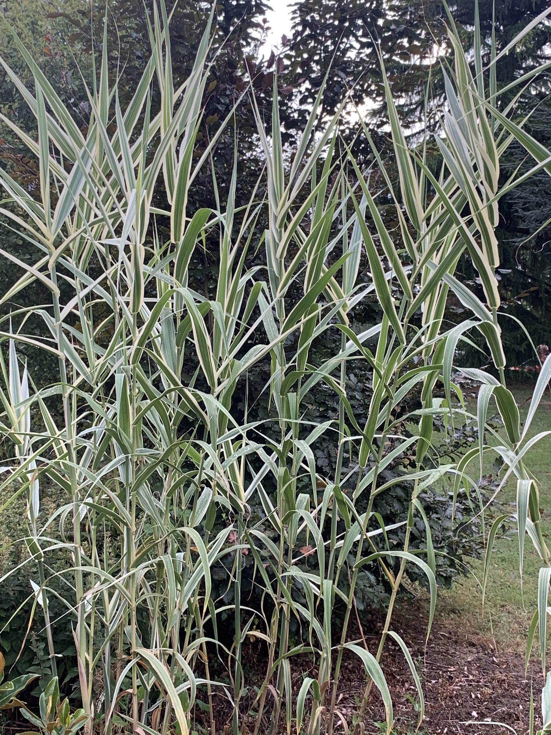 Arundo Donax 'Versicolor' - Canne De Provence Panachée - Palmiers Et