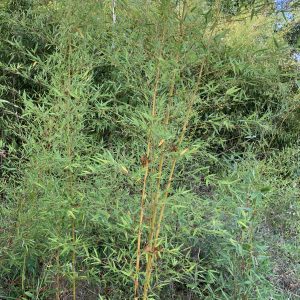 Phyllostachys Aurea - Bambou doré