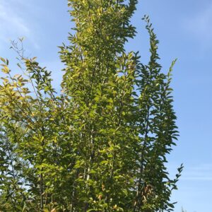 Carpinus Betulus Fastigiata - Charme Fastigié