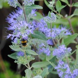 Caryopteris Clandonensis Heavenly Blue - Barbe bleue - Spirée bleue