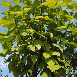 Catalpa B. Aurea - Catalpa de Caroline