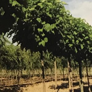 Catalpa B. Nana - Catalpa Boule
