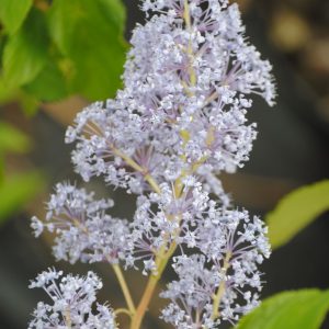 Ceanothus Gloire de Versailles - Ceanothe