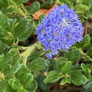 Ceanothus Th Repens - Ceanothe rampante