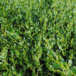 Ceanothus Skylark - Ceanothe