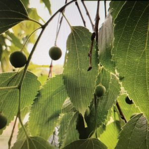 Celtis Australis - Micocoulier