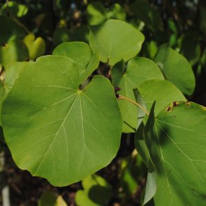 Cercis Siliquastrum - Arbre de Judée