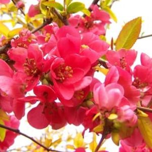 Chaenomeles - Cognassier du Japon