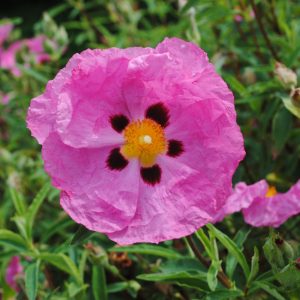 Cistus Olbia Rosea - Ciste