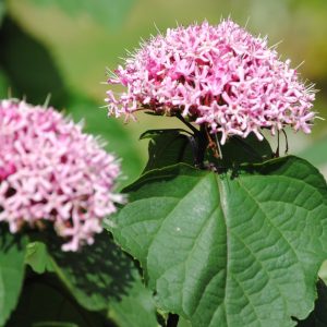 Clerodendrum Bungei - Clérodendron de Bunge