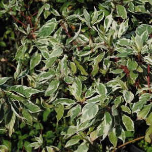 Cornus Alba Elegantissima - Cornouiller blanc