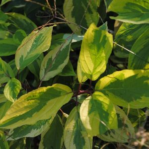 Cornus Alba Gouchaultii - Cornouiller blanc