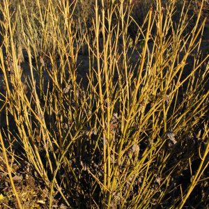 Cornus St. Flaviramea - Cornouiller bois jaune