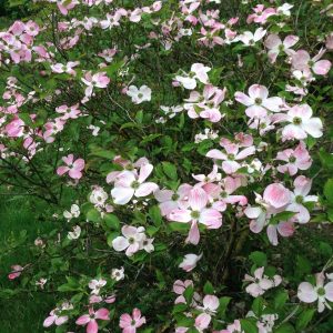 Cornus Florida Rubra - Cornouiller d'Amérique