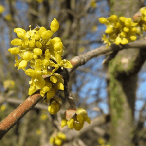 Cornus Mas - Cornouiller mâle