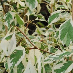 Cornus Mas Variegata - Cornouiller mâle