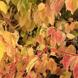 Cornus S. Midwinter Fire - Cornouiller à bois fluo