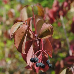 Cornus Sanguinea - Cornouiller Sanguin