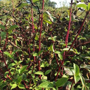 Cornus Alba Sibirica - Cornouiller blanc (jeune plant)