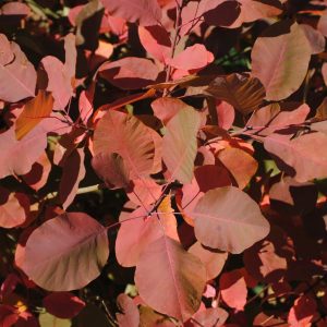 Cotinus Grace - Arbre à perruque