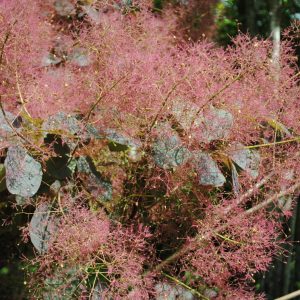 Cotinus Cogg. Rubrifolius - Arbre à perruques