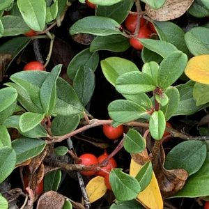 Cotoneaster Dam. Radicans - Cotoneaster rampant