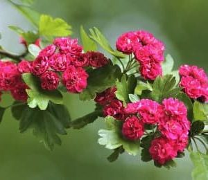 Crataegus L. Paul's Scarlet - Aubépine à fleurs rouges