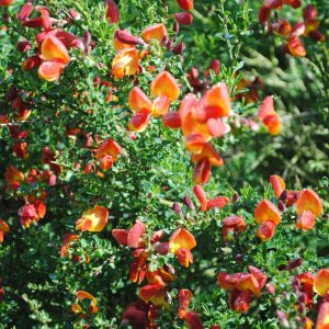 Cytisus - Genêt à balais