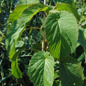 Davidia Involucrata - Arbre aux mouchoirs