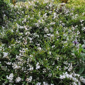 Deutzia Crenata Nikko