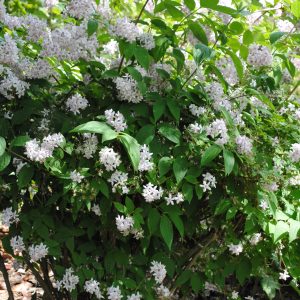 Deutzia Pride of Rochester