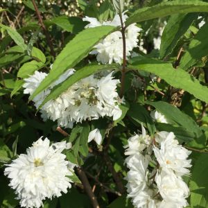 Deutzia Magnifica