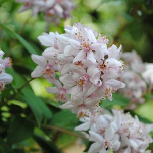 Deutzia Mont Rose