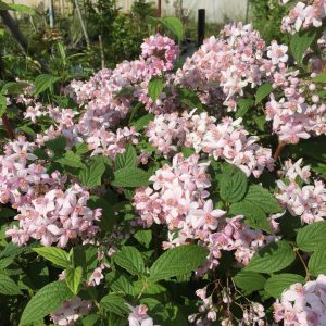Deutzia Perle Rose