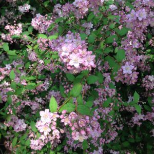 Deutzia Tourbillon Rouge