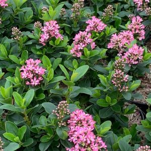 Escallonia Pink Elle®