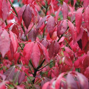 Euonymus Alatus Compactus- Fusain ailé Nain