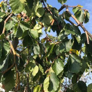 Fagus Sylv. Pendula - Hetre vert pleureur