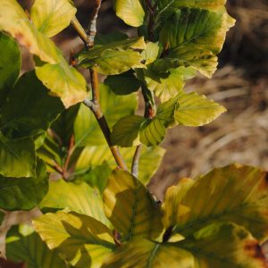 Fagus S. Dawyck Gold - Hêtre fastigié doré
