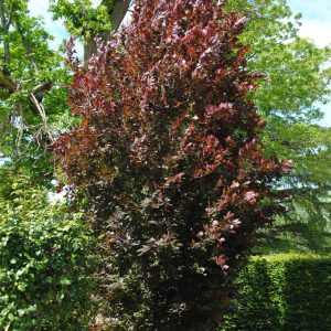 Fagus S. Dawyck Purple - Hêtre fastigié pourpre