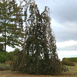 Fagus S. Purple Foutain - Hêtre pleureur