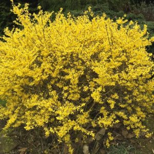 Forsythia Arnold Dwarf - Forsythia Nain