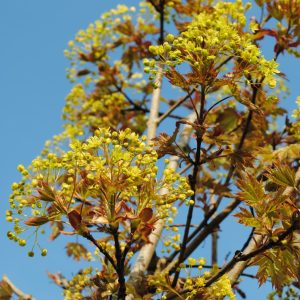 Fraxinus Ornus - Frêne à fleurs