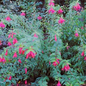 Fuchsia Bernisser Hardy