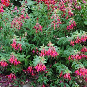 Fuchsia Magellanica Riccartonii