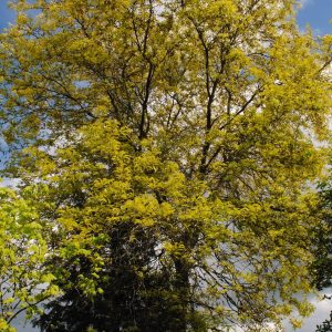 Gleditsia Tr. Sunburst - Fevier doré