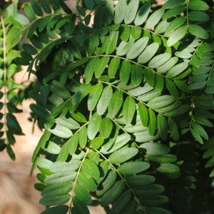 Gleditsia Triacanthos - Fevier d'Amérique